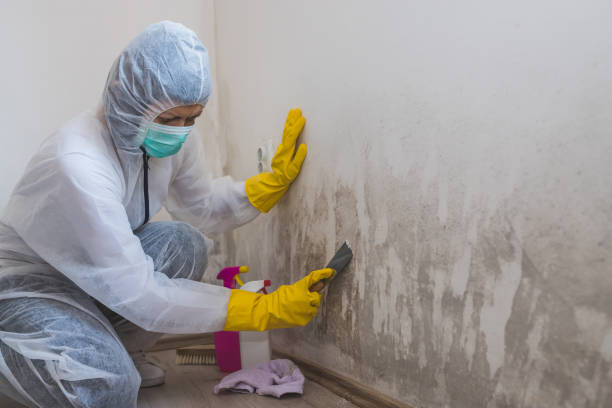 Best Residential Mold Removal  in Seymour, WI